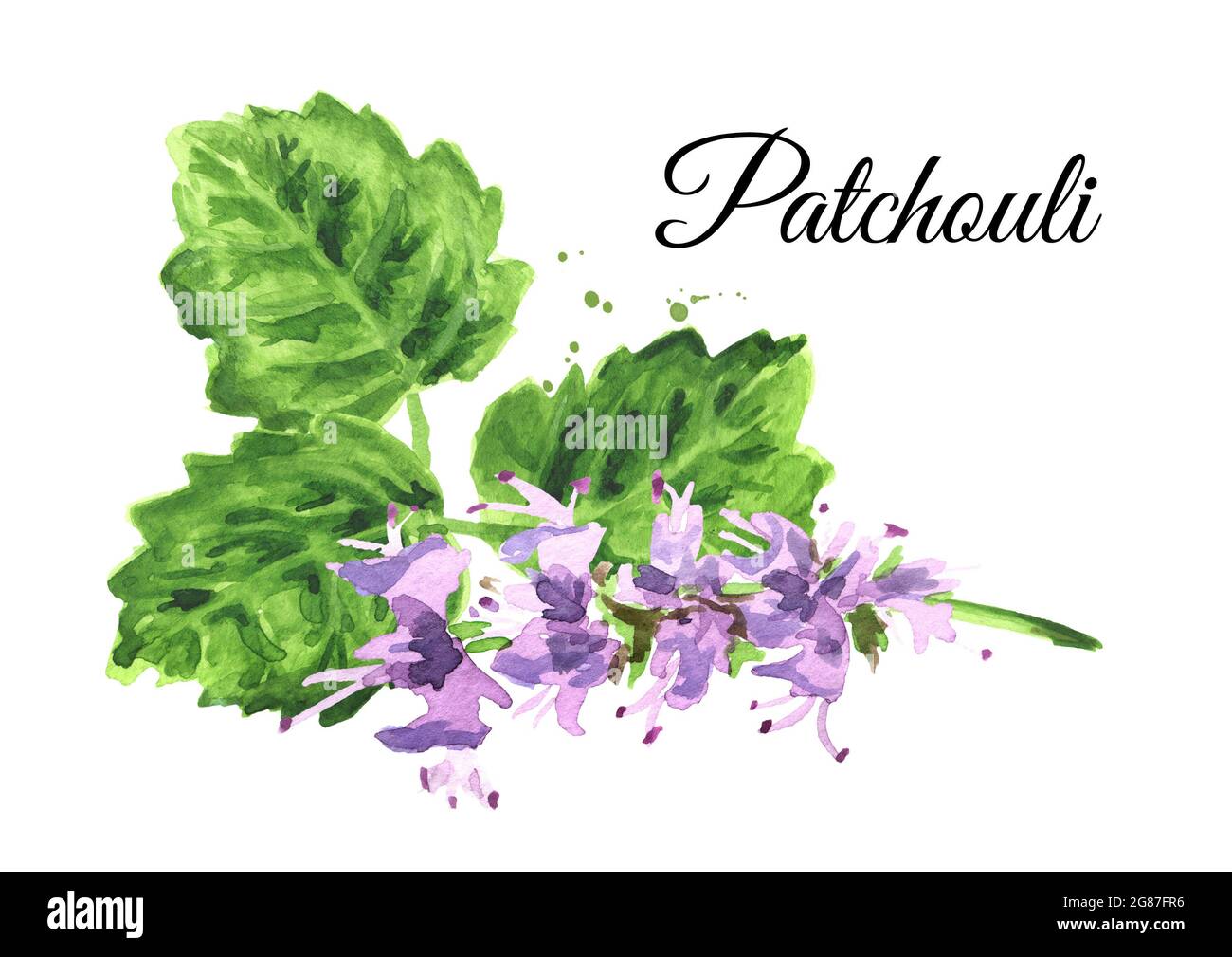 Plant patchouli or Pogostemon cablini,  flowers and leaves, Hand drawn watercolor illustration isolated on white background Stock Photo