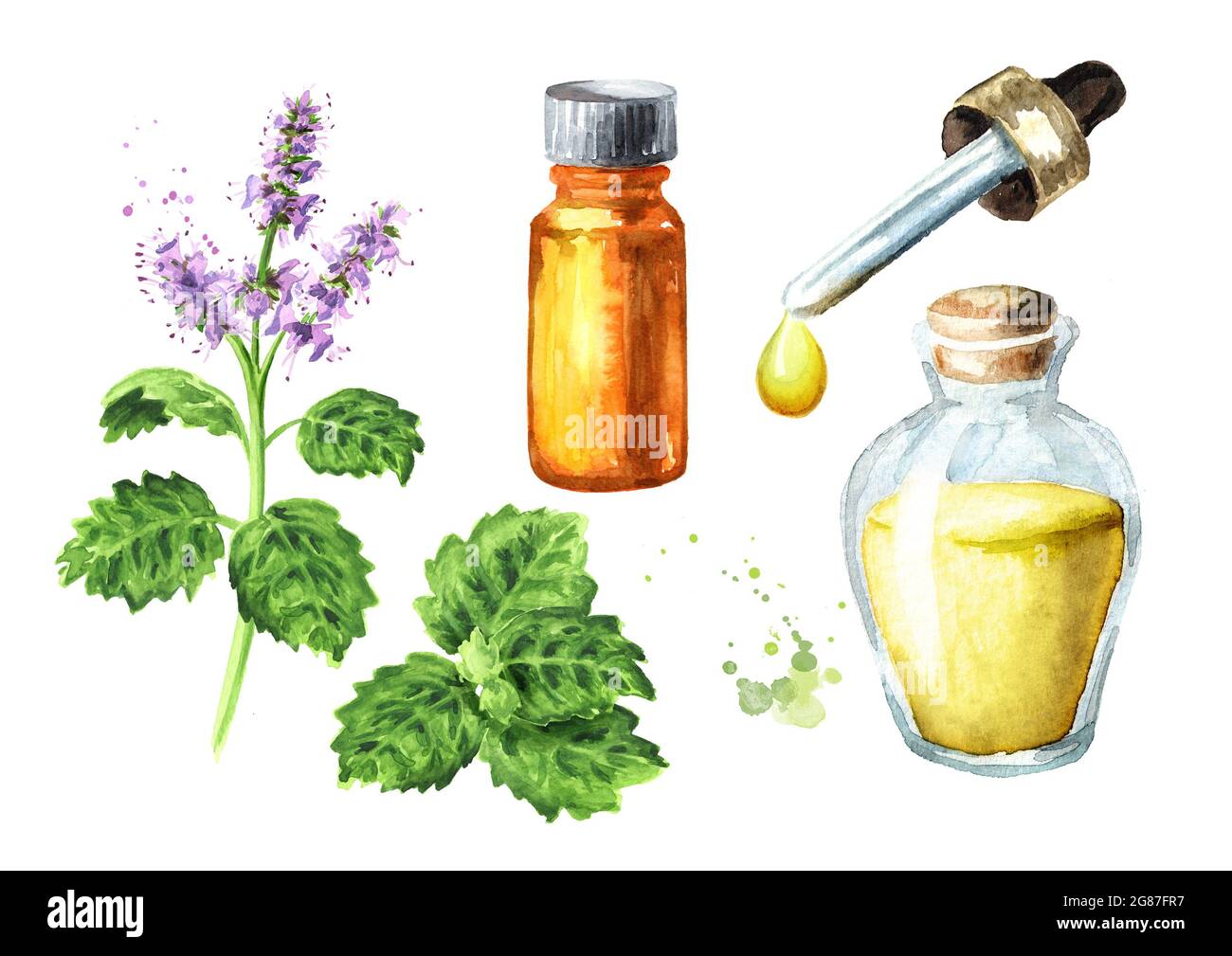 Patchouli or Pogostemon cablini essential oil set. Hand drawn watercolor illustration isolated on white background Stock Photo