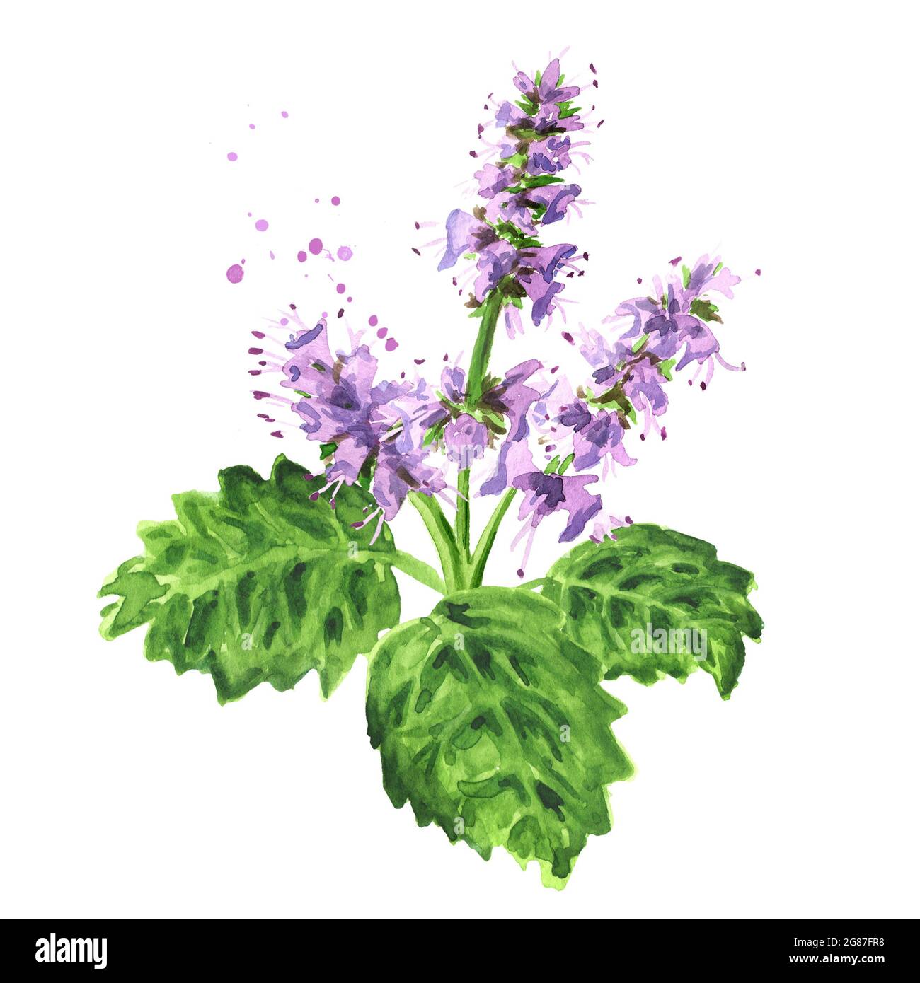 Plant patchouli or Pogostemon cablini branch with flowers and leaves, Hand drawn watercolor illustration isolated on white background Stock Photo