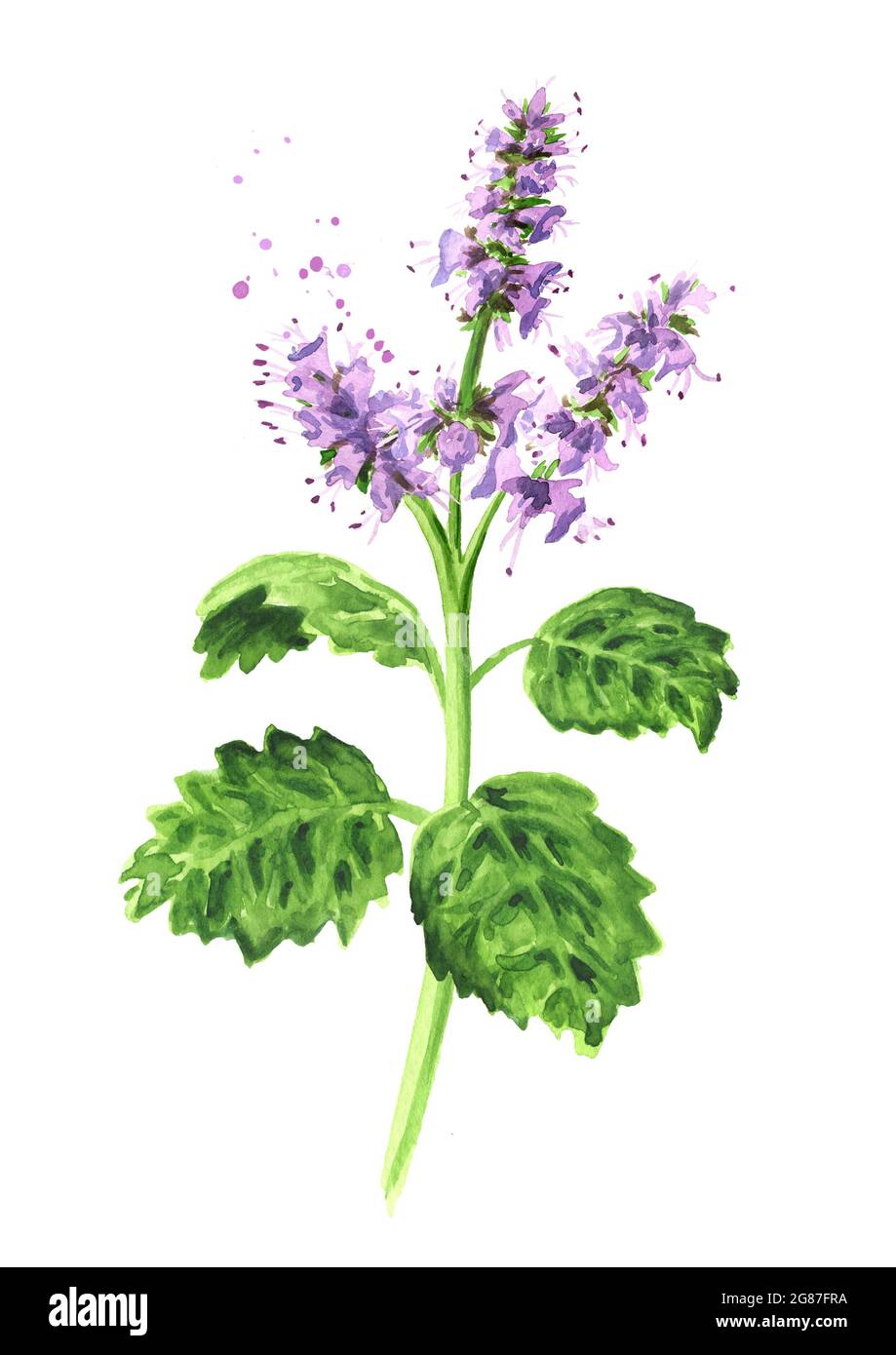Plant patchouli or Pogostemon cablini branch with flowers and leaves. Hand drawn watercolor illustration isolated on white background Stock Photo