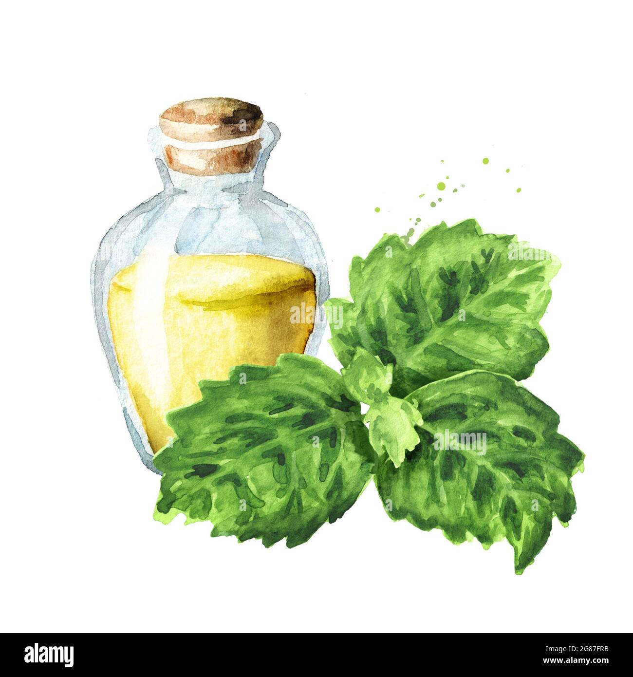 Patchouli or Pogostemon cablini essential oil, Hand drawn watercolor illustration isolated on white background Stock Photo