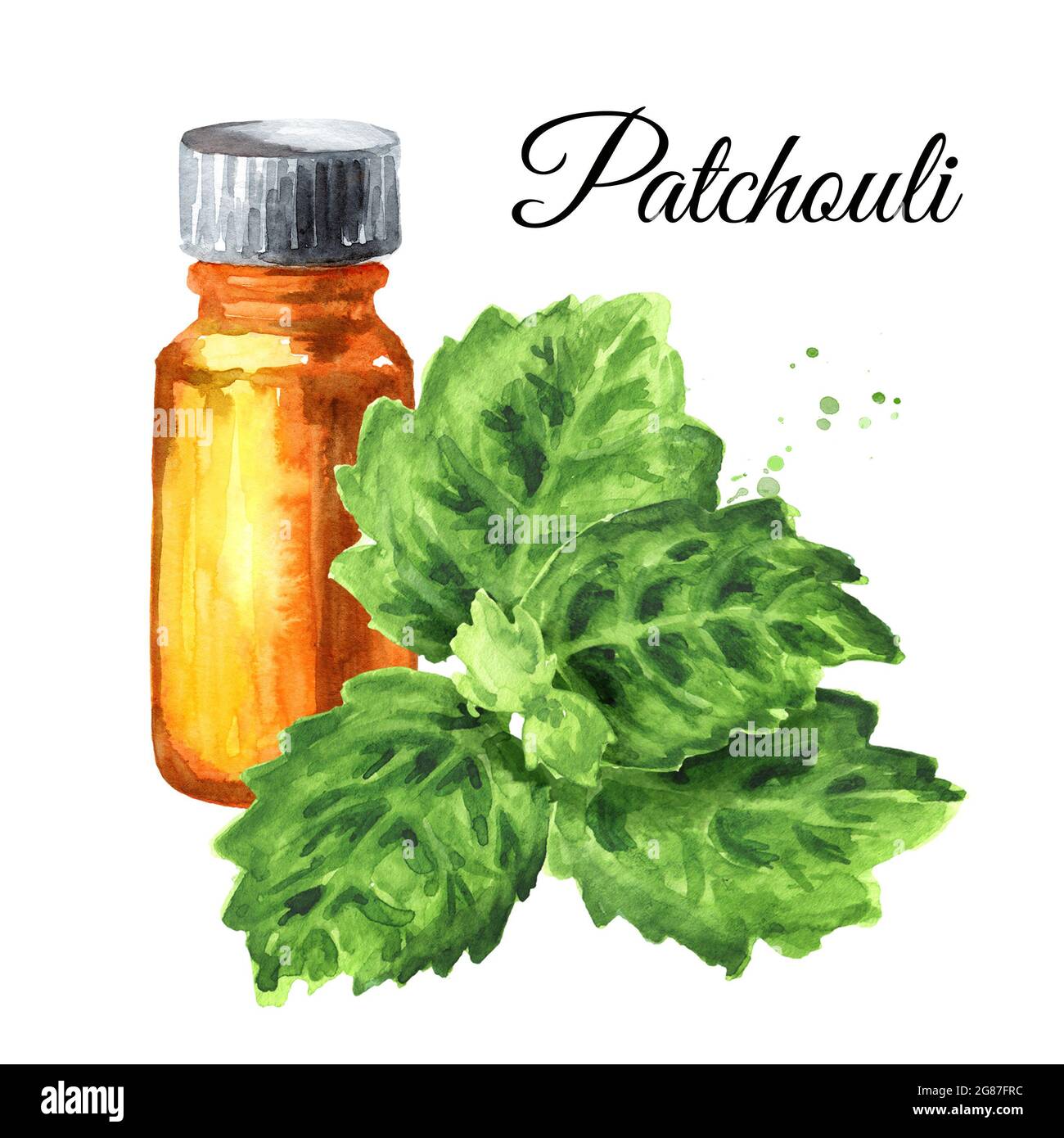 Patchouli or Pogostemon cablini essential oil. Hand drawn watercolor illustration, isolated on white background Stock Photo