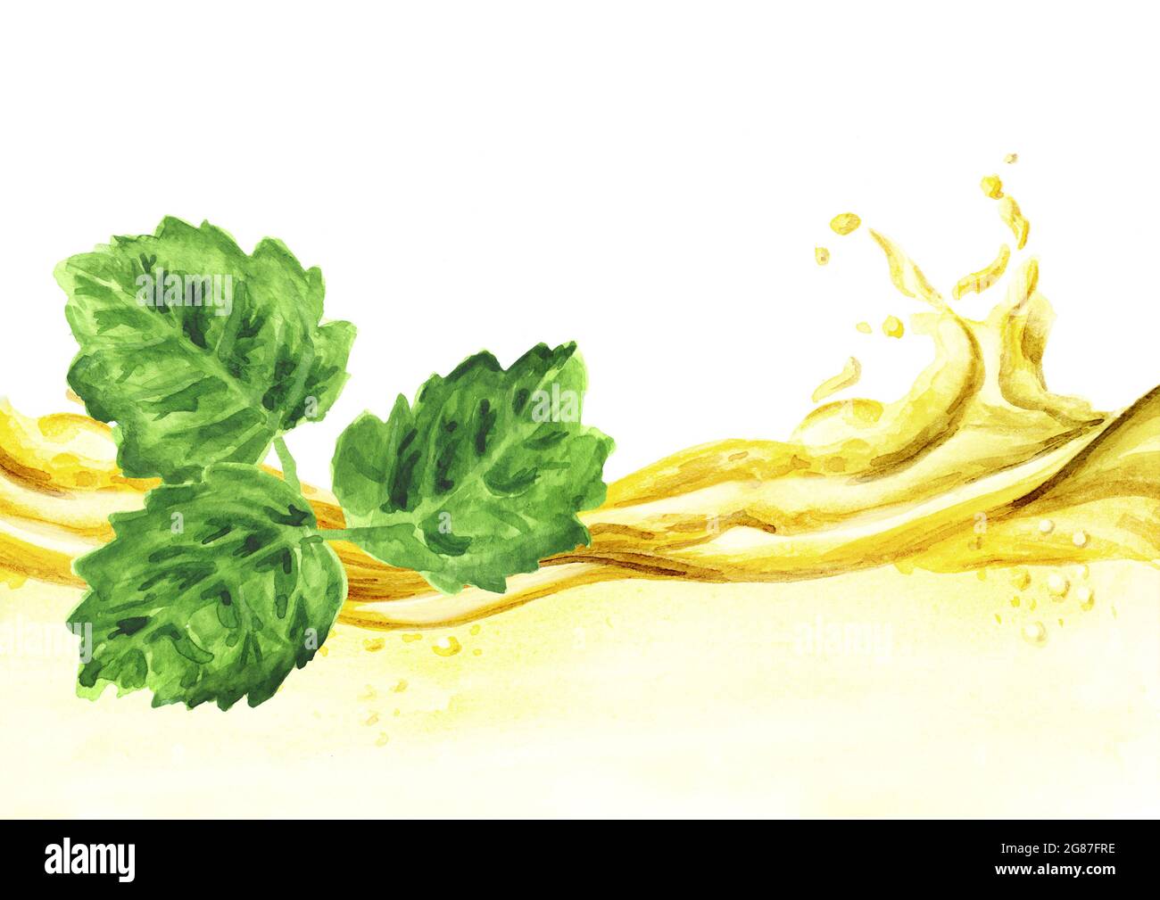 Patchouli or Pogostemon cablini essential oil wave. Hand drawn watercolor illustration isolated on white background Stock Photo