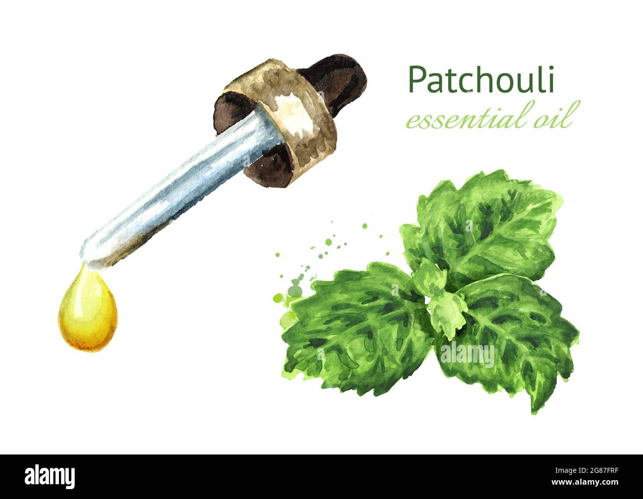 Patchouli or Pogostemon cablini essential oil drop. Hand drawn watercolor illustration isolated on white background Stock Photo