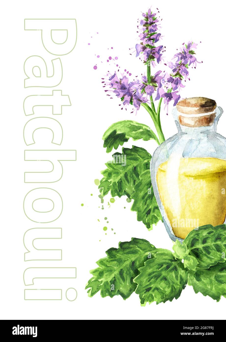 Patchouli or Pogostemon cablini essential oil card. Hand drawn watercolor illustration isolated on white background Stock Photo