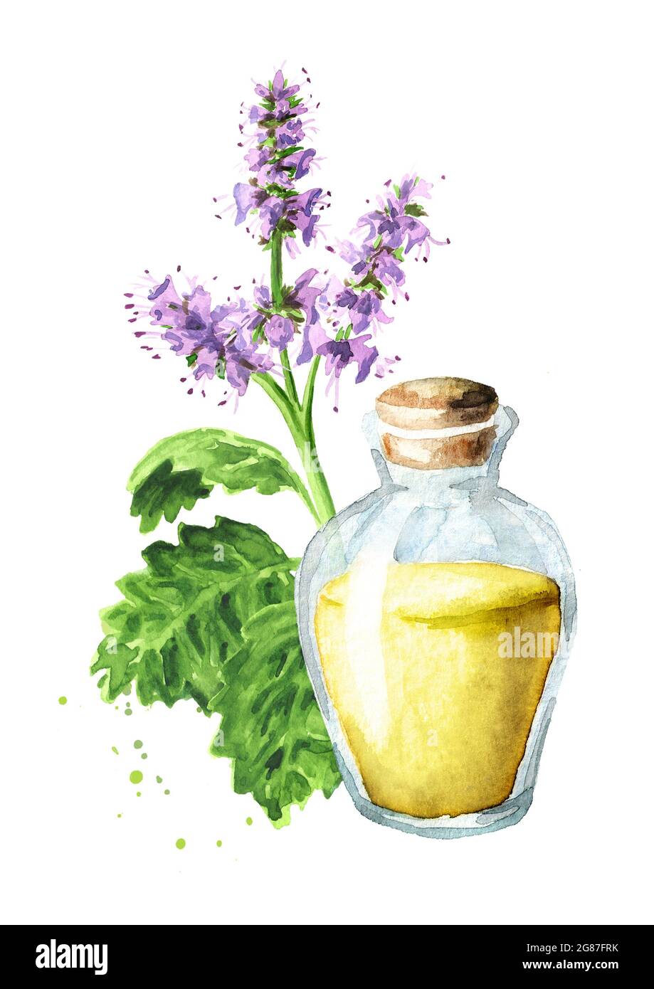 Patchouli or Pogostemon cablini essential oil Hand drawn watercolor illustration isolated on white background Stock Photo