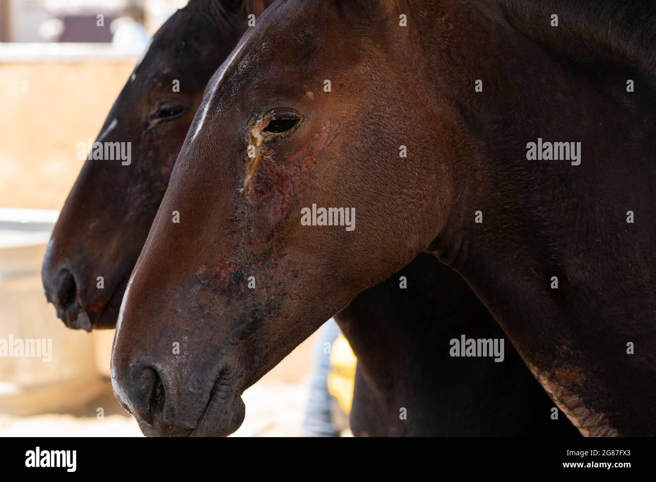 Recovering burn areas hires stock photography and images Alamy
