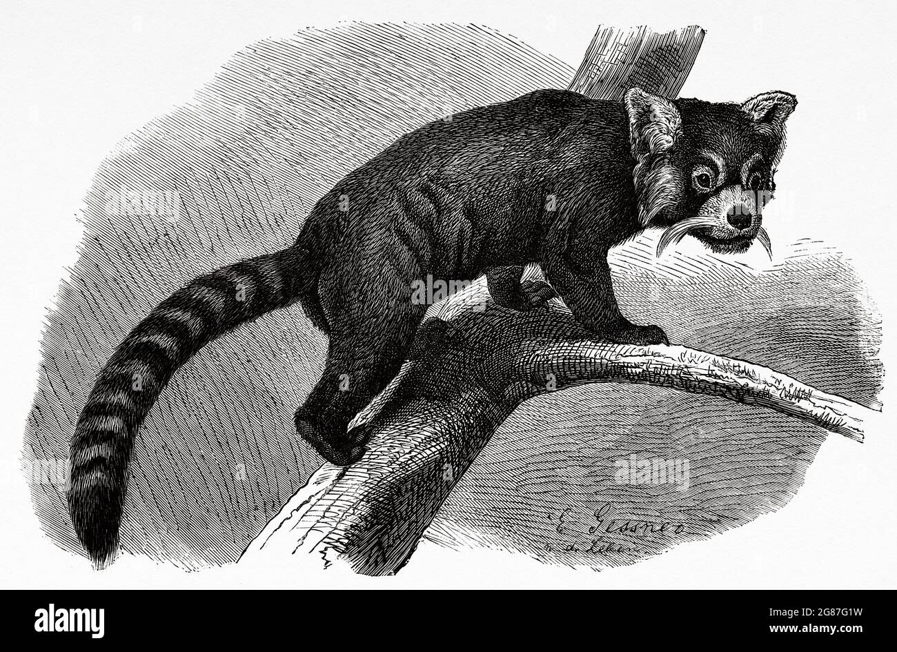 The red panda or lesser panda (Ailurus fulgens) is a species of carnivorous mammal of the Ailuridae family. Old 19th century engraved illustration from El Mundo Ilustrado 1880 Stock Photo