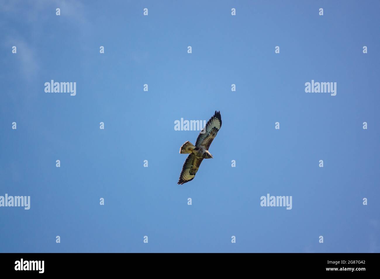 a buzzard (Buteo buteo) soaring on thermals looking for prey or carrion Stock Photo