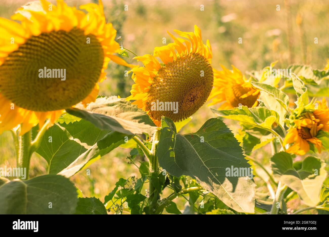 A field with blooming sunflowers. Growing crops for the production of