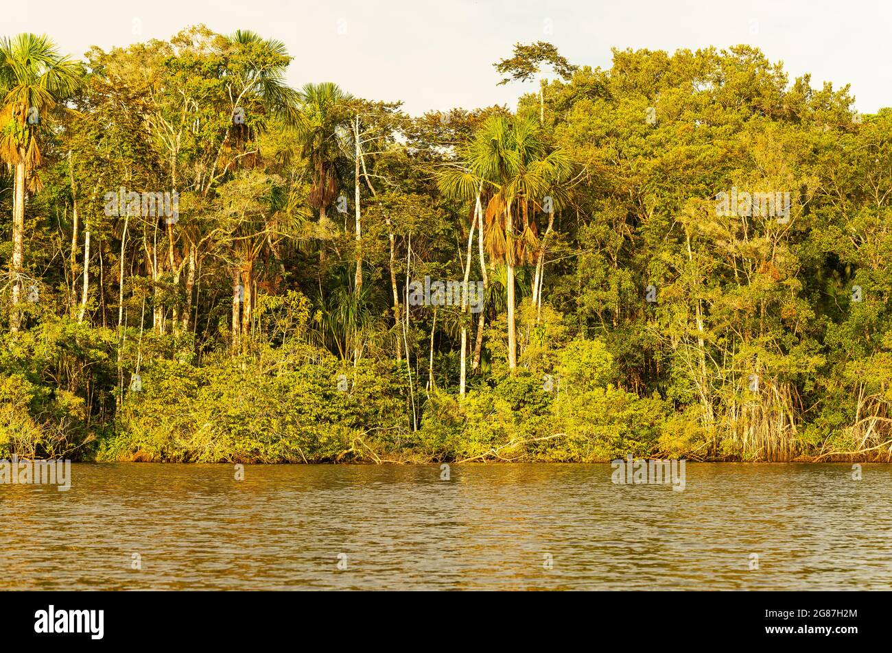 Amazon rainforest with vintage sunset colors, Napo river, Yasuni national park, Ecuador. Stock Photo