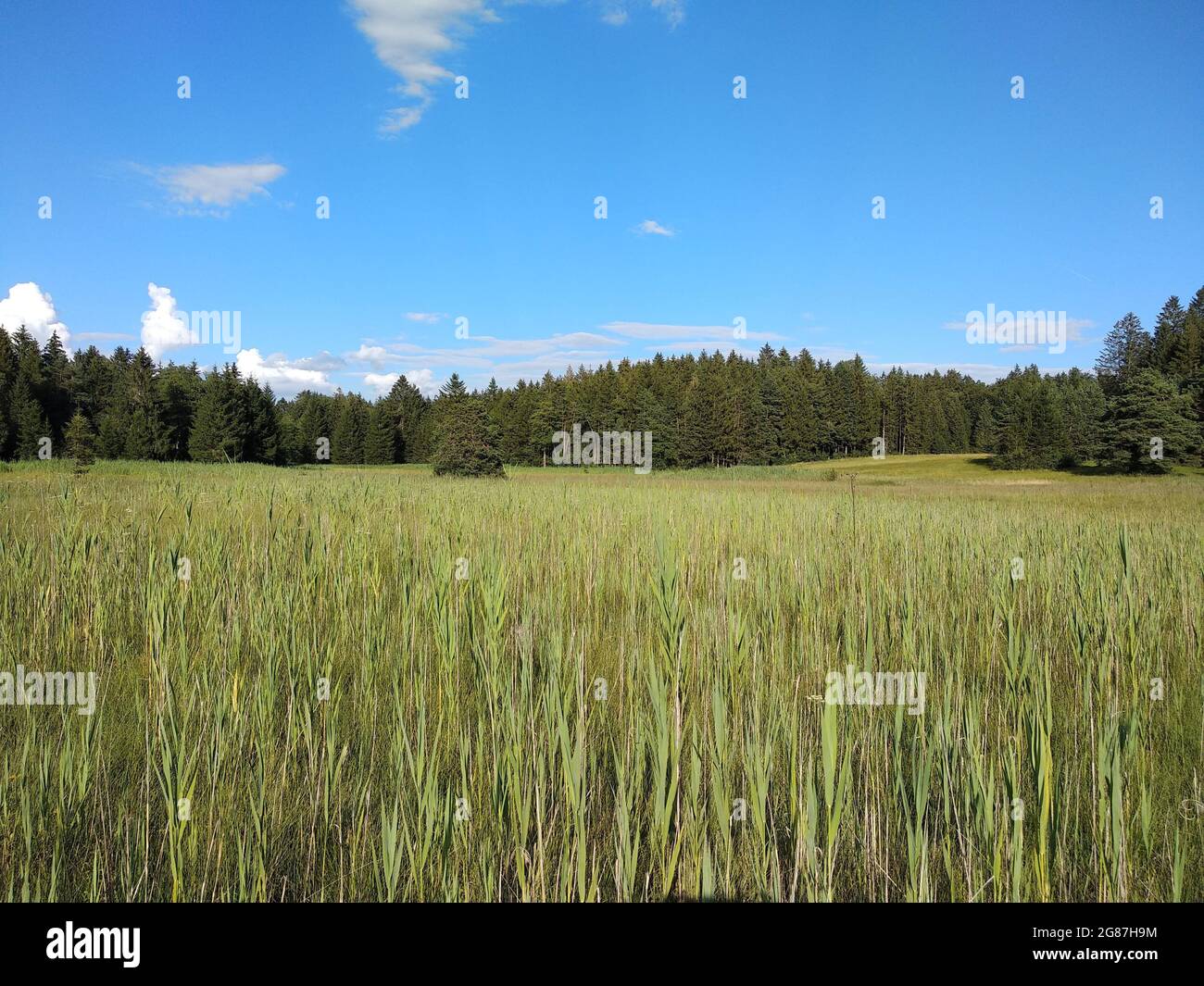 High angle shot of a green meadow with forests in the background on a ...
