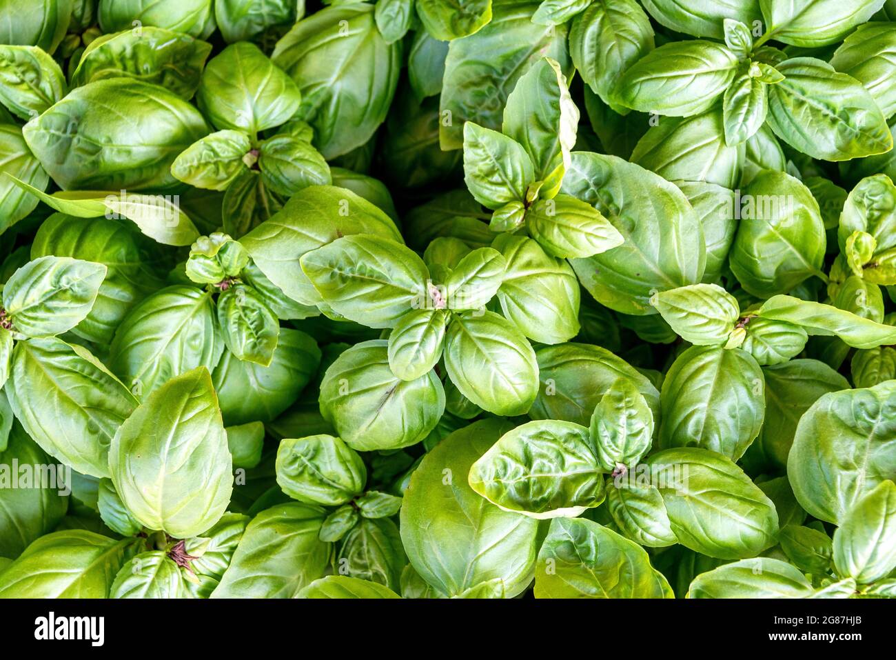 Green background of fresh basil plants Stock Photo Alamy