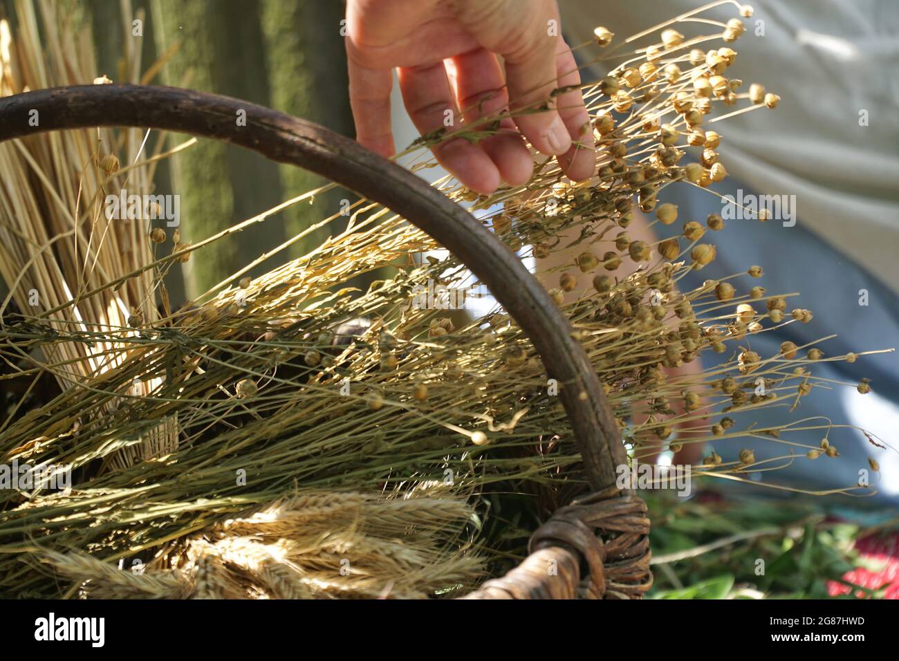 Bundles of dry cereals, flax and rye in the wicker basket. Organic farming. Agriculture. Stock Photo