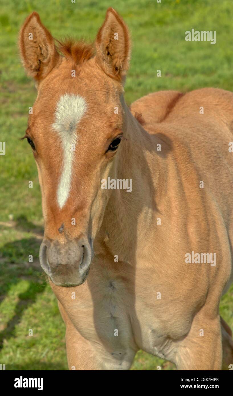 American quarter horse stallion hires stock photography and images Alamy