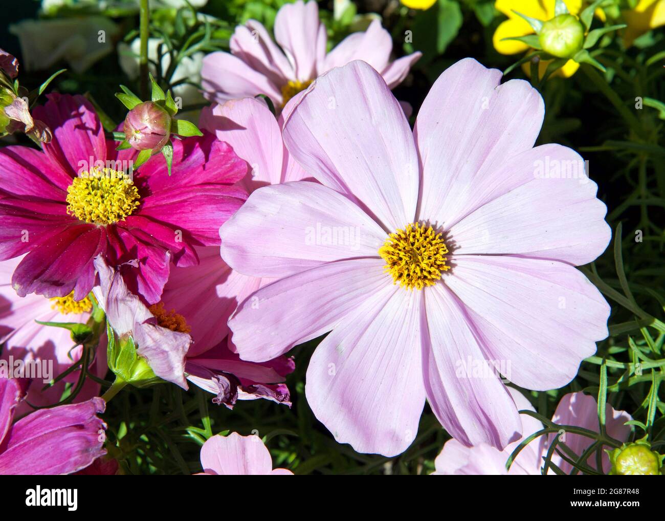 Flat lay above view of vibrant lavender and magenta pink