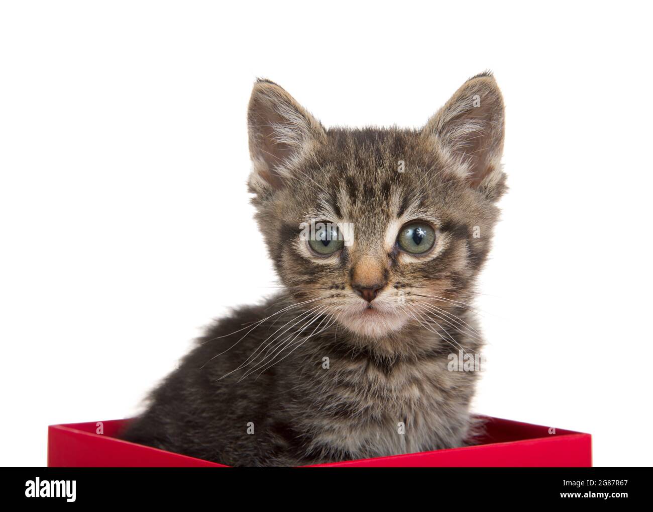 Portrait Of An Adorable Grey Black And Brown Tabby Kitten Sitting In A Red Box Looking At Viewer Isolated On White Stock Photo Alamy Portrait Of An Adorable Grey Black And Brown Tabby Kitten Sitting In A Red Box Looking At Viewer Isolated On White Stock Photo Alamy