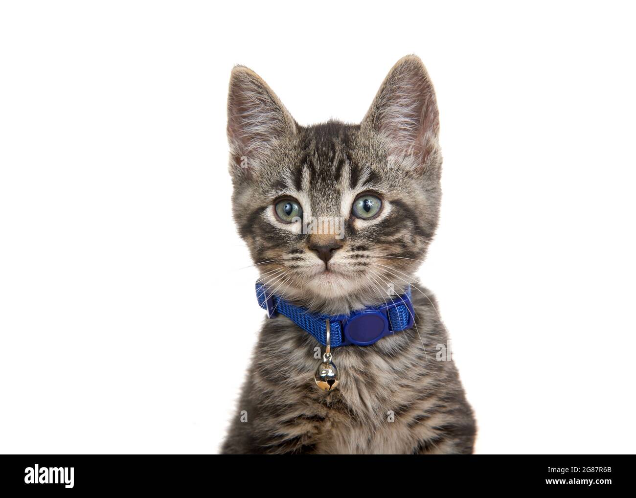 Grey white cat collar hi res stock photography and images Page 2 Alamy