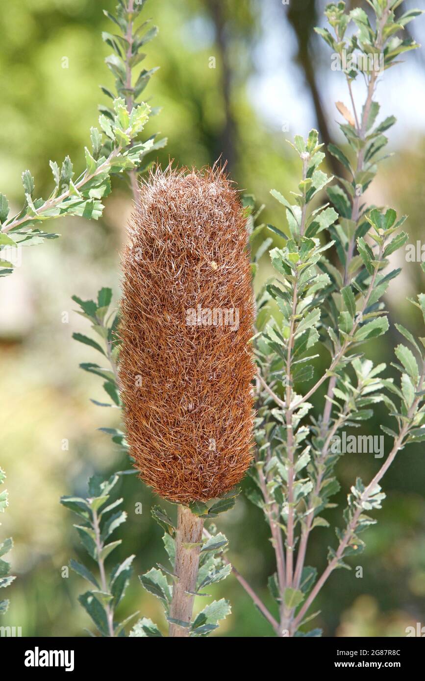 Banksia Ashbyi, commonly known as Ashby's banksia. Flower bloom dried