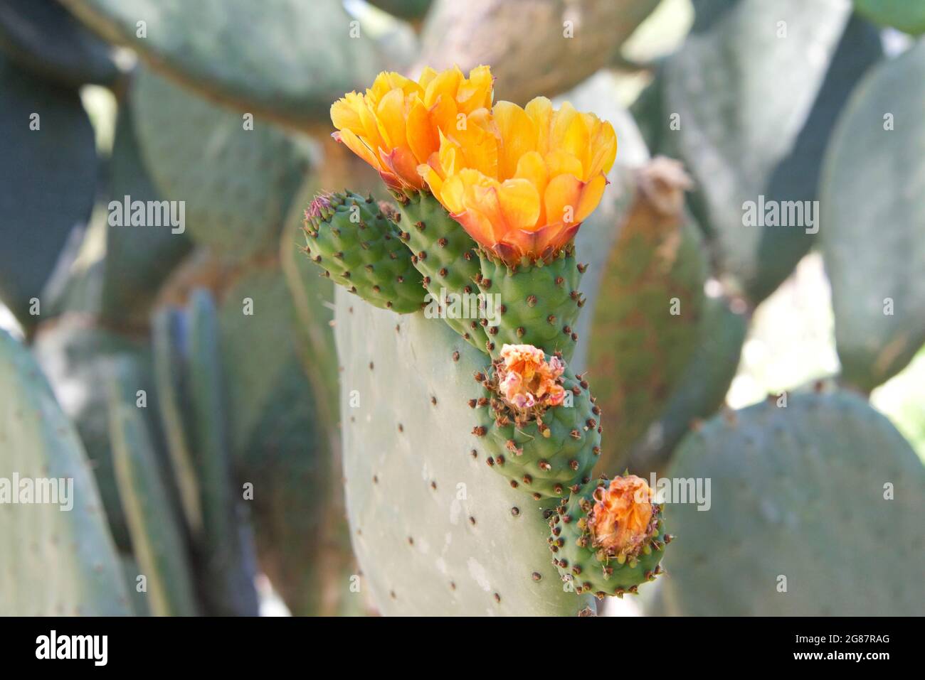 Profile view of  Prickly Pear cacti fruit with vibrant orange flowers blooming. Green prickly pear fruit under the flowers. Stock Photo