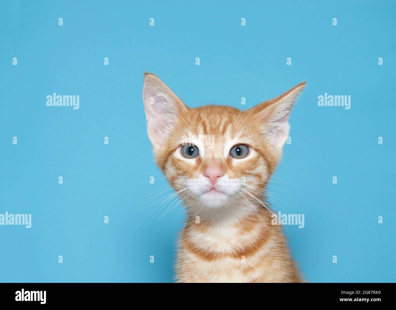 Portrait of an orange tabby kitten curiously looking at viewer, one ear tilted. Turquoise blue background with copy space. Stock Photo