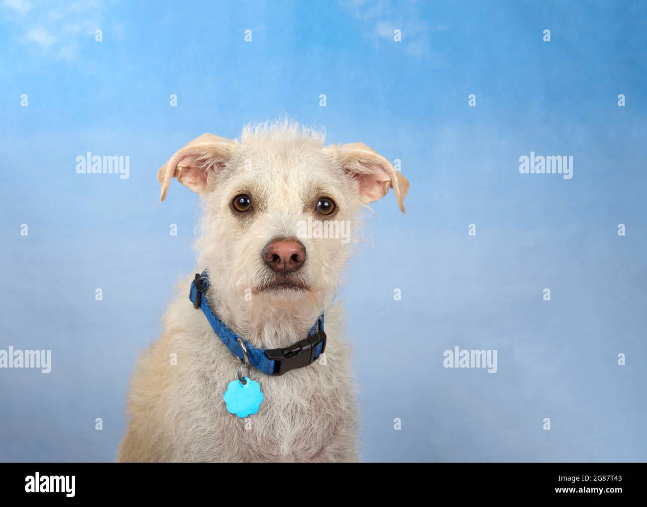 Portrait of an adorable Jack Russell Terrier mix puppy dog wearing a blue collar  looking directly at viewer. Blue sky like background. Stock Photo