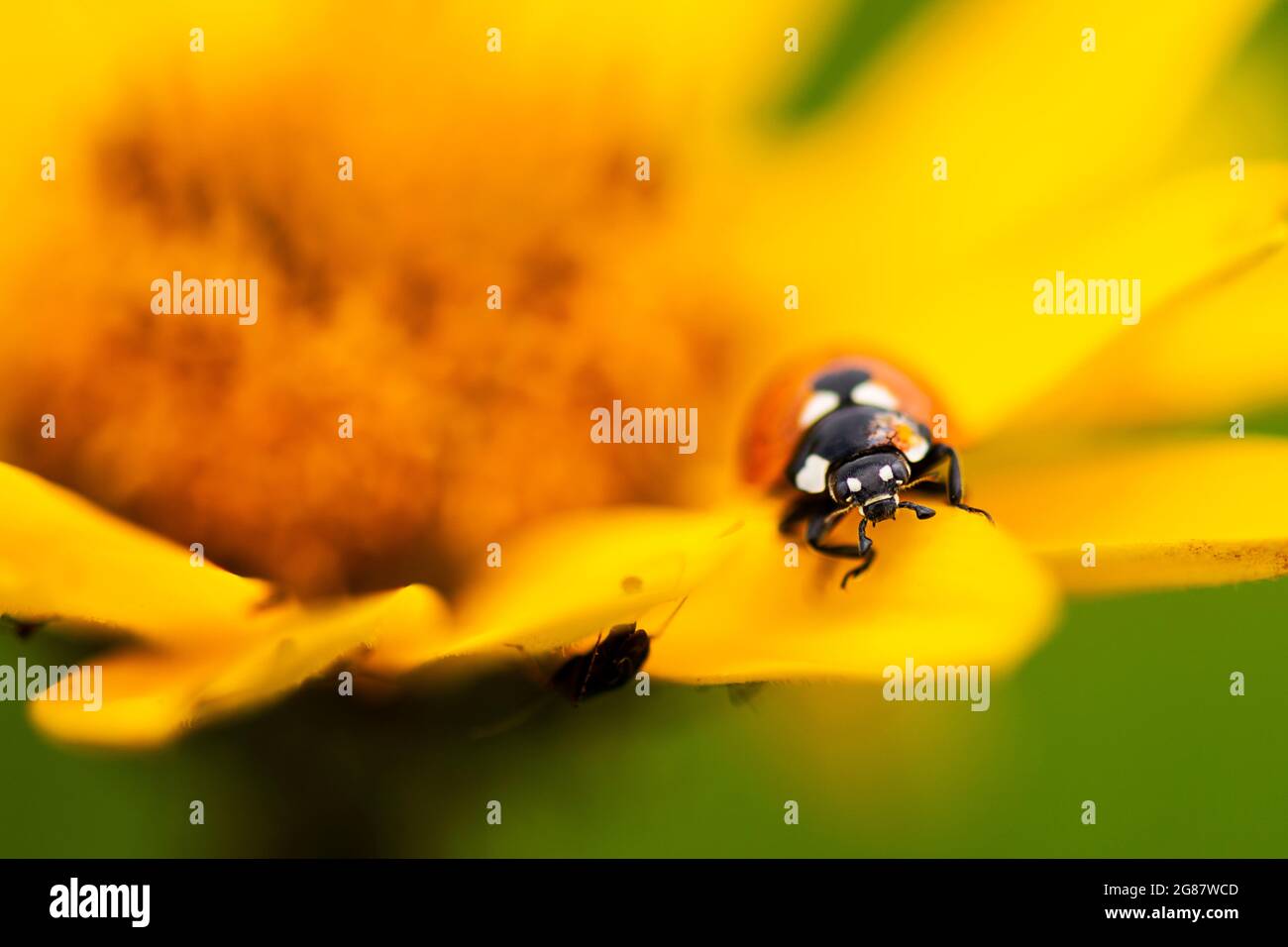 A ladybug on a wildflower. Coccinellidae Stock Photo Alamy