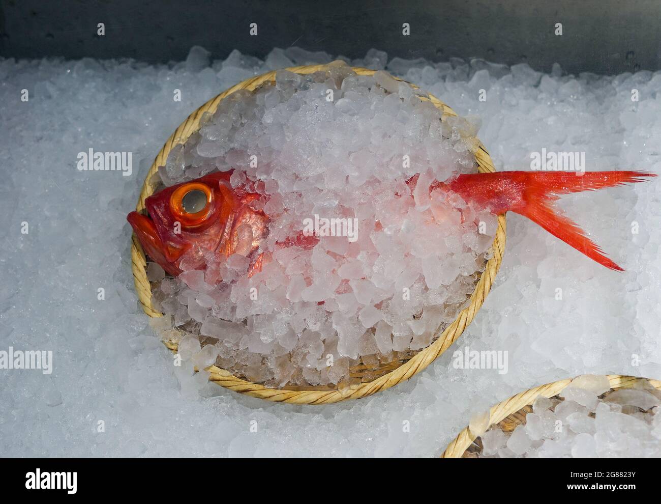 Golden eye snapper/red snapper/Kinmedai on ice, Beryx splendens, Tsukiji  Fish Market, Tokyo, Japan. - SuperStock