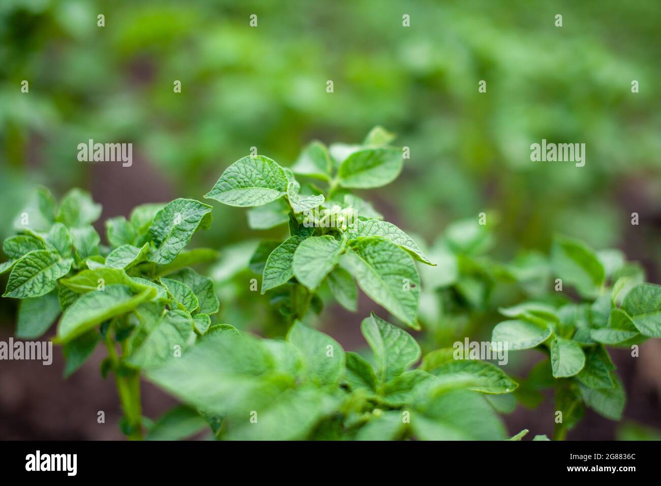 Rows of potatoes in the home garden. Preparation for harvesting. potato plants in rows on a kitchengarden farm springtime with sunshine. Green field o Stock Photo