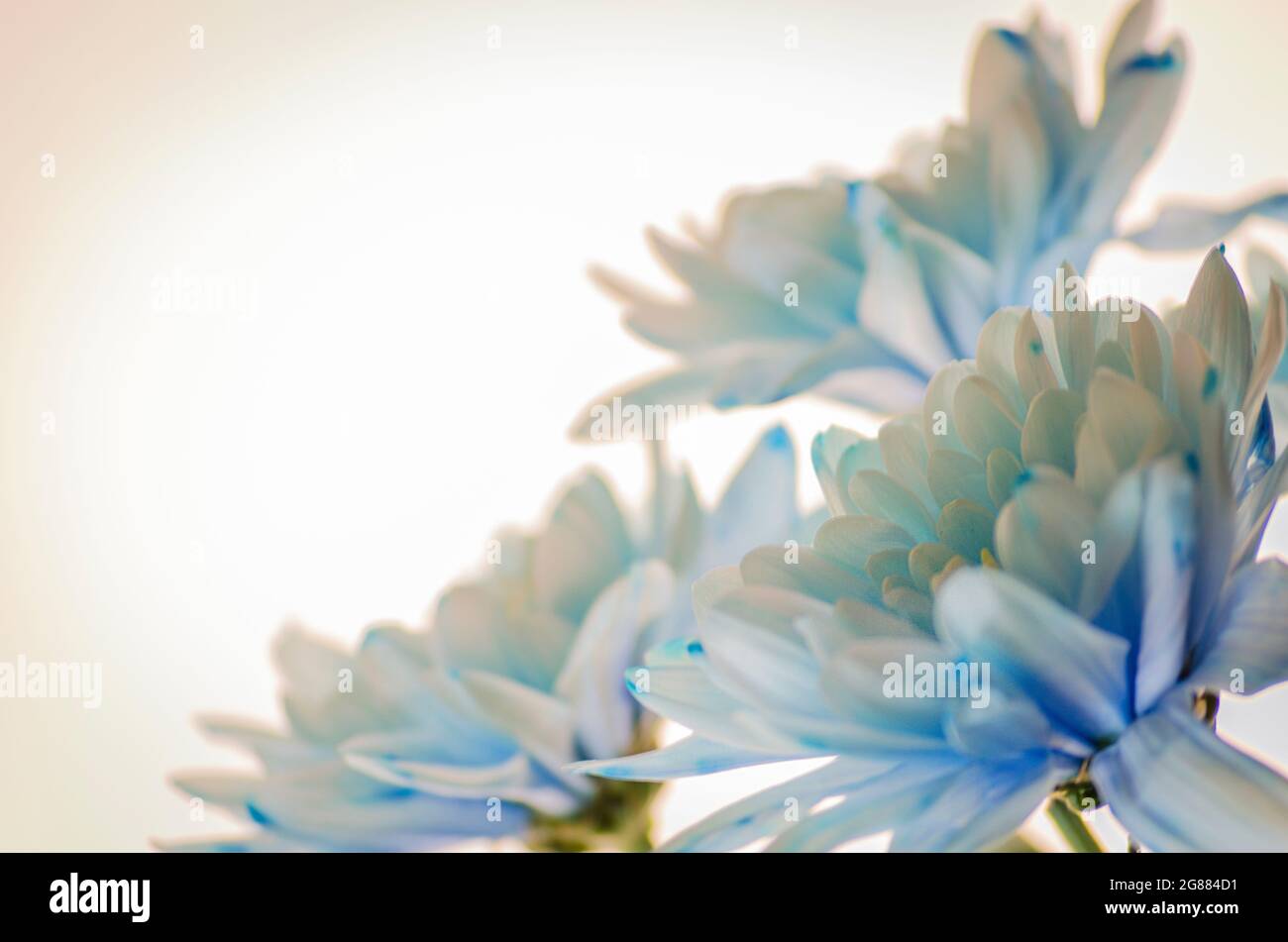 blue chrysanthemum near by on a white background Stock Photo