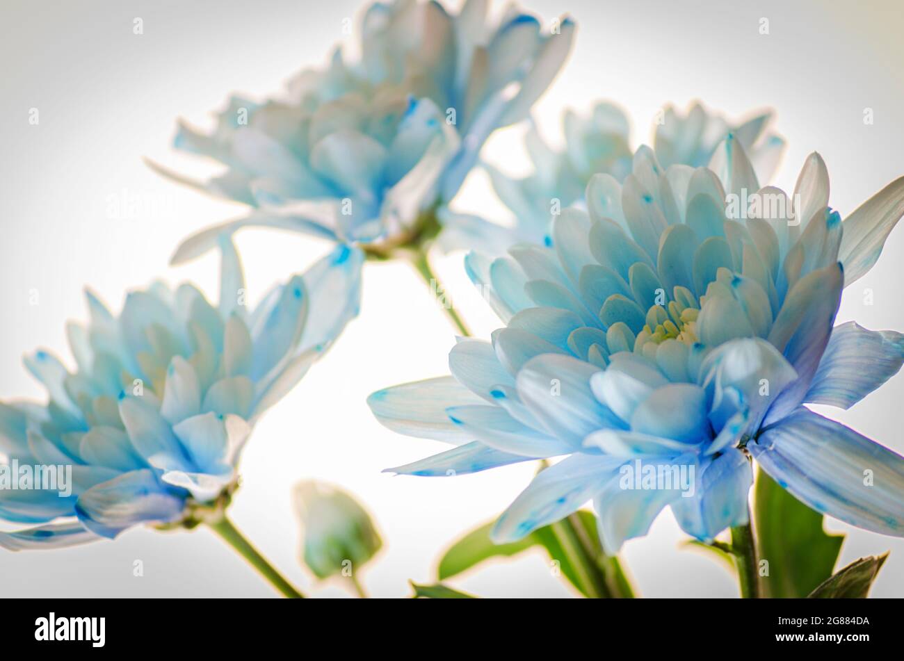 blue chrysanthemum near by on a white background Stock Photo