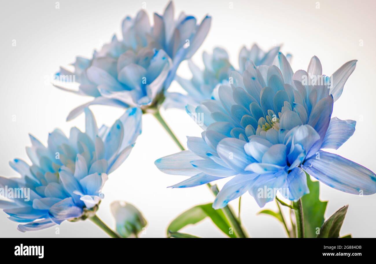 blue chrysanthemum near by on a white background Stock Photo