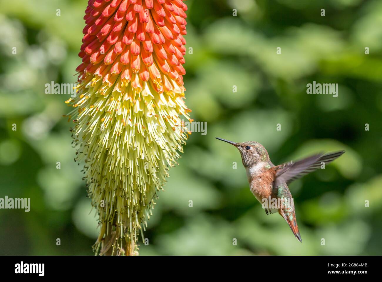 An Anna's hummingbird ' Calypte anna ' sips nectar from a  torch Lilly plant ' Kniphofia '. Stock Photo