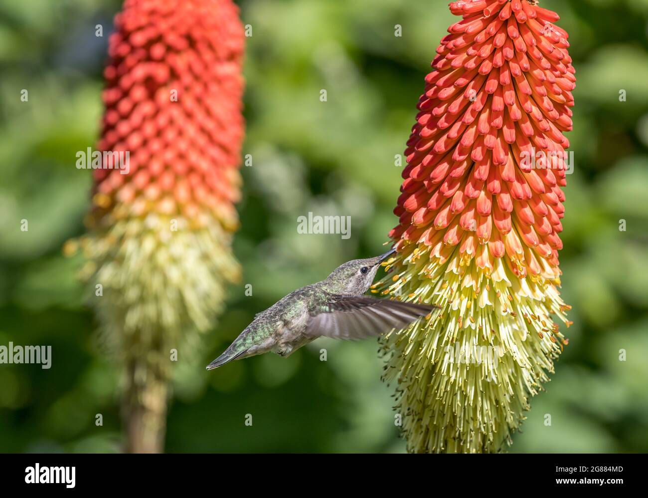 An Anna's hummingbird ' Calypte anna ' sips nectar from a  torch Lilly plant ' Kniphofia '. Stock Photo