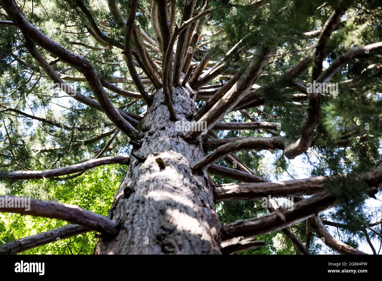 A low angle shot of pine tree trunk with lots of branches in the forest ...