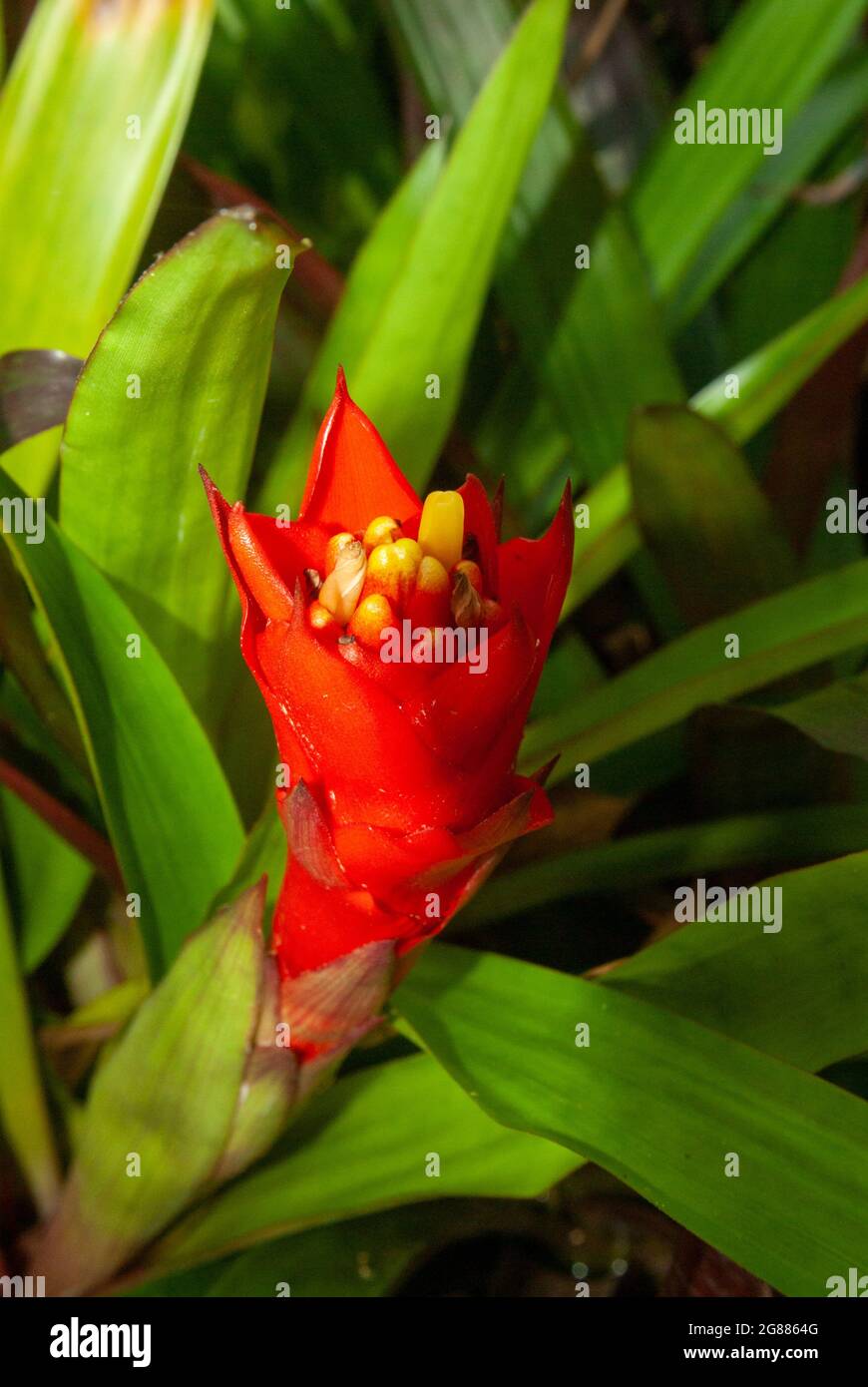 Guzmania Flower Red. Stock Photo