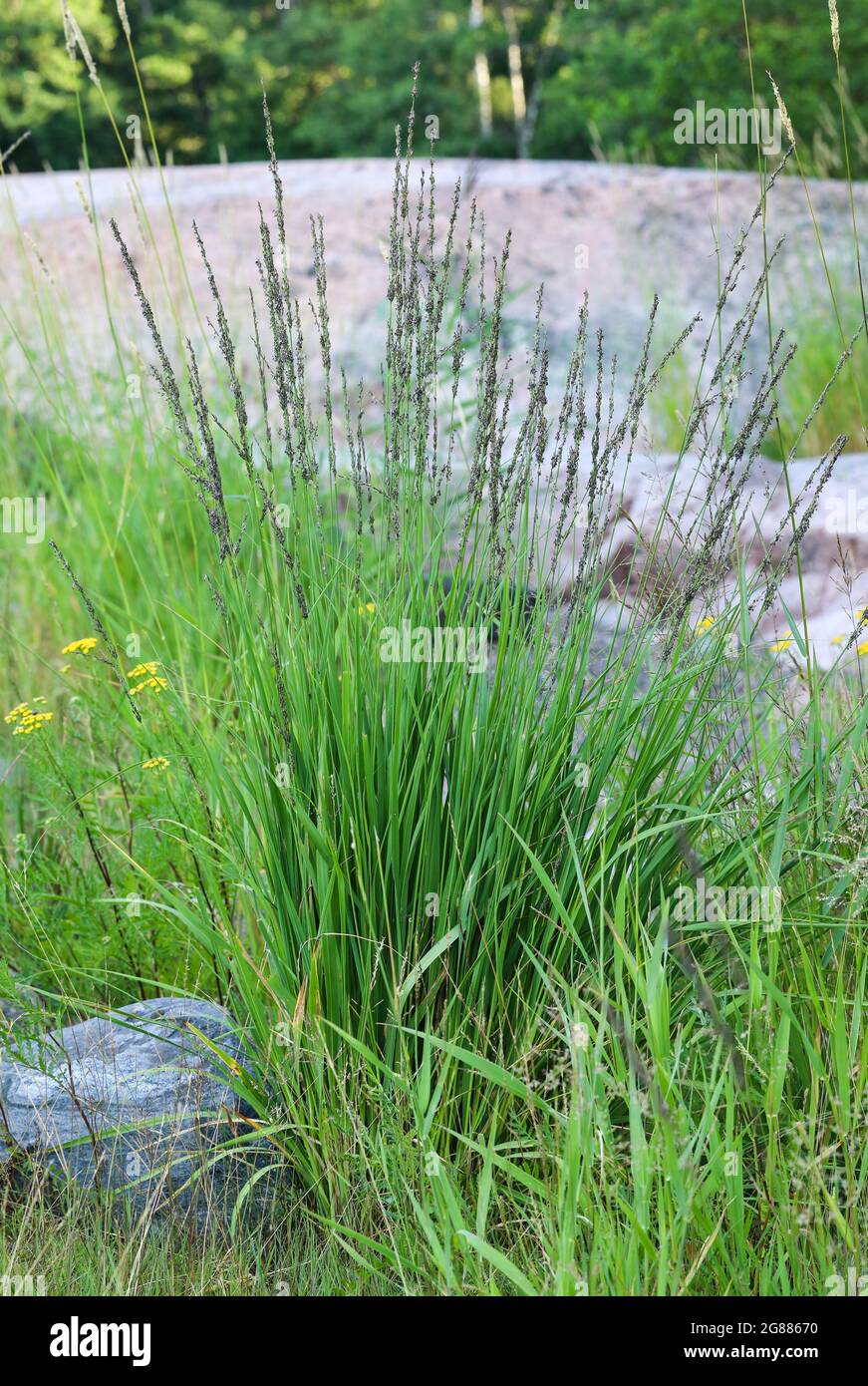 Purple Moore grass (Molinia caerulea) Stock Photo