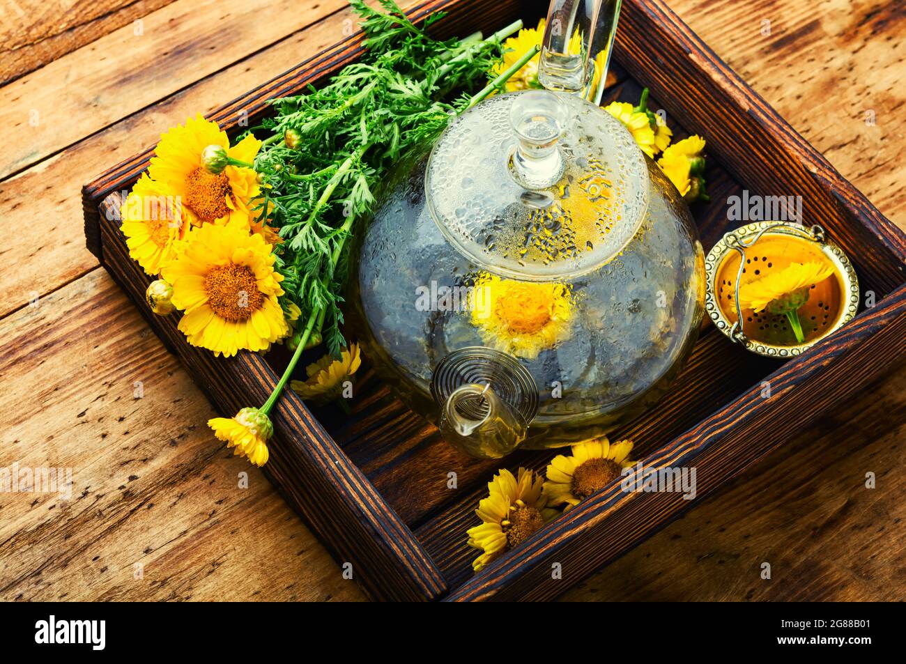 Chrysanthemum Blooming Tea