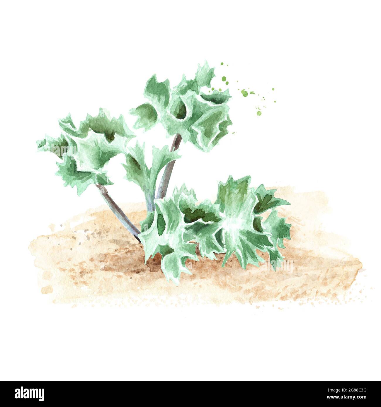Beach plant on the sand. Hand drawn watercolor illustration, isolated on white background Stock Photo