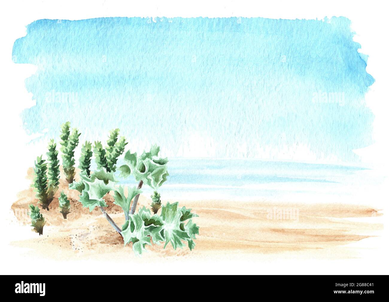 Beach plant on the sand on the background of the sea with copy space. Hand drawn watercolor illustration, isolated on white background Stock Photo
