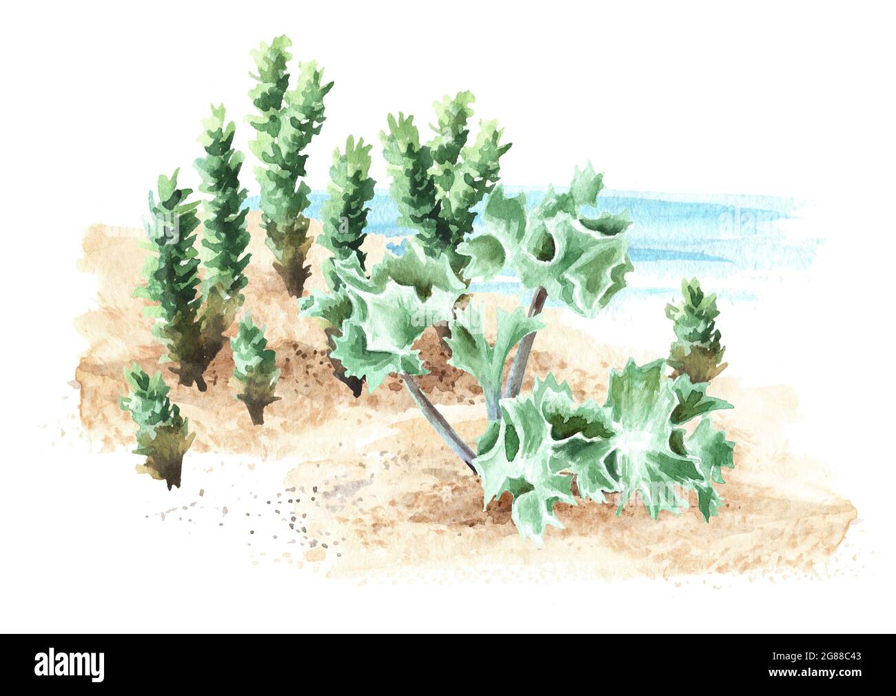 Beach plant on the sand on the background of the sea. Hand drawn watercolor illustration isolated on white background Stock Photo