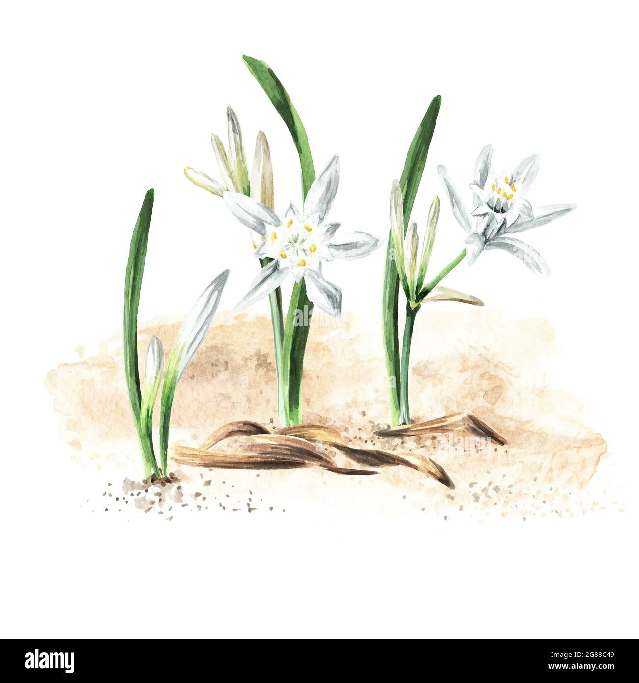 Pancratium maritimum or Lily of Sharon plant on the sand. Hand drawn watercolor illustration, isolated on white background Stock Photo