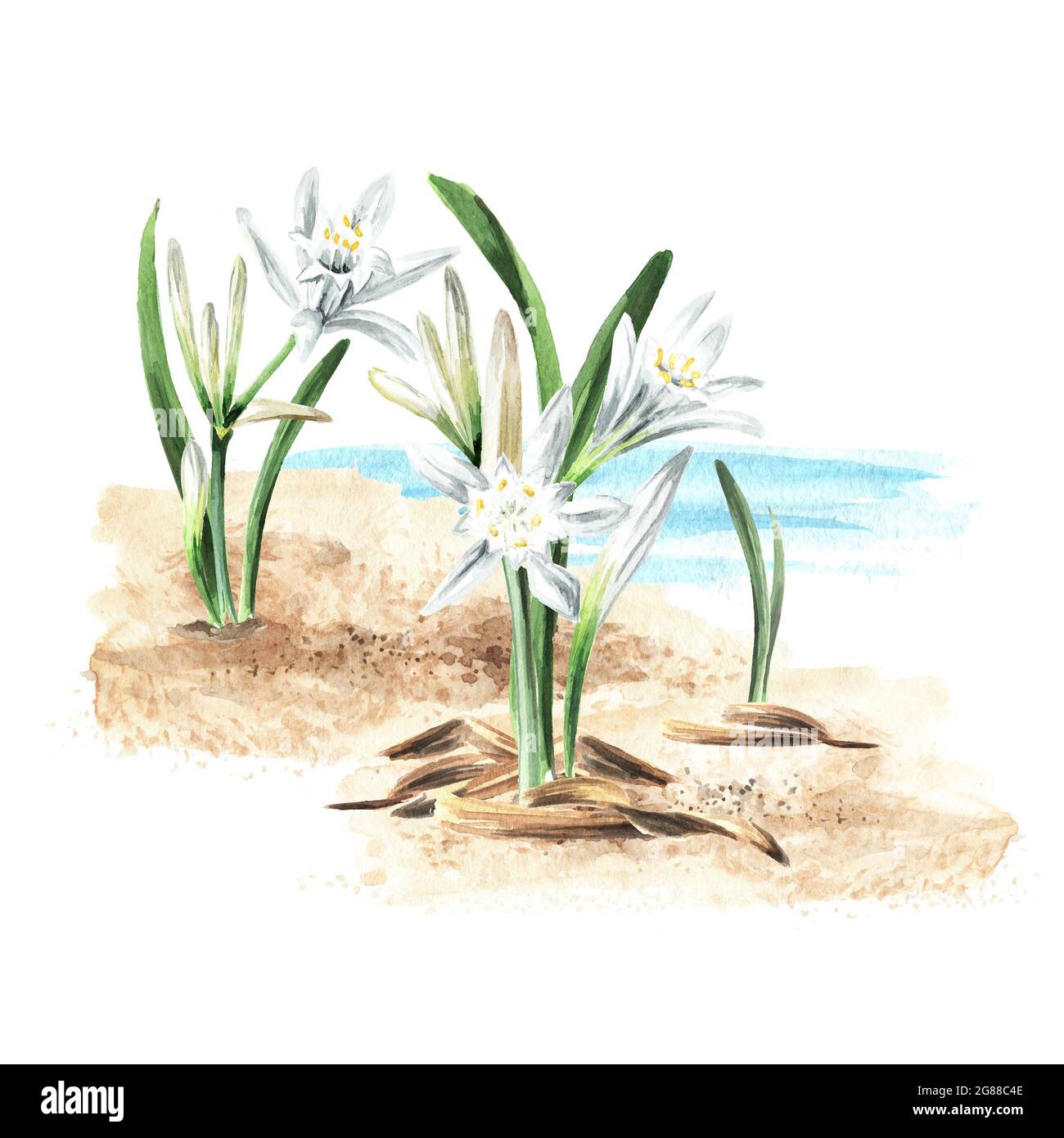 Pancratium maritimum, sea daffodils or Lily of Sharon plant on the sand on the background of the sea. Hand drawn watercolor illustration, isolated on Stock Photo
