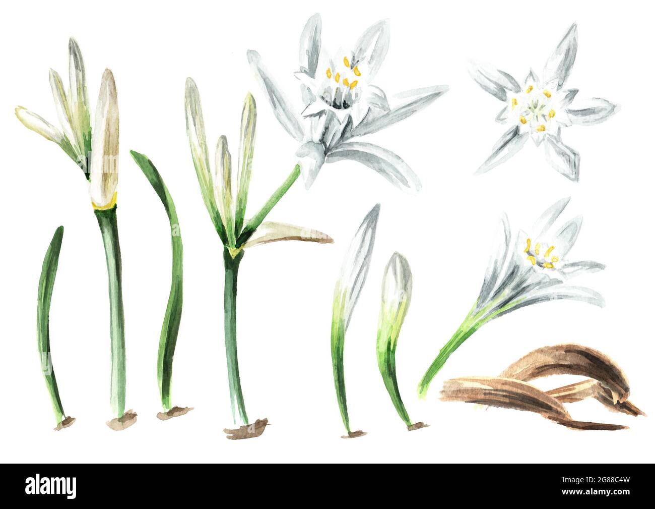 Pancratium maritimum or Lily of Sharon set, plant on the sand. Hand drawn watercolor illustration, isolated on white background Stock Photo