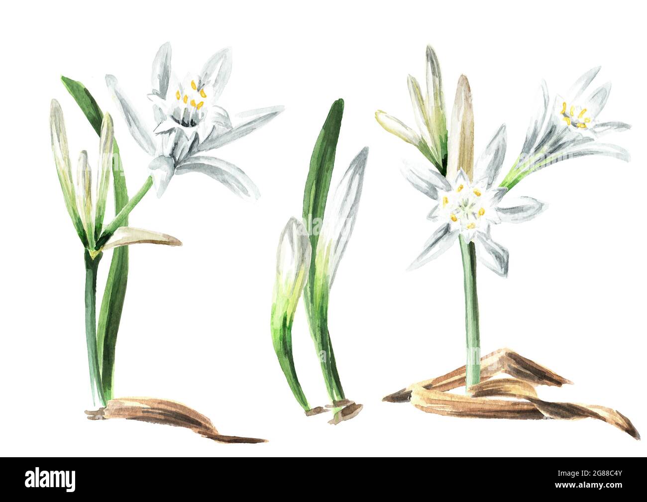 Pancratium maritimum or Sharon's Lily set, plant on the sand. Hand drawn watercolor illustration, isolated on white background Stock Photo
