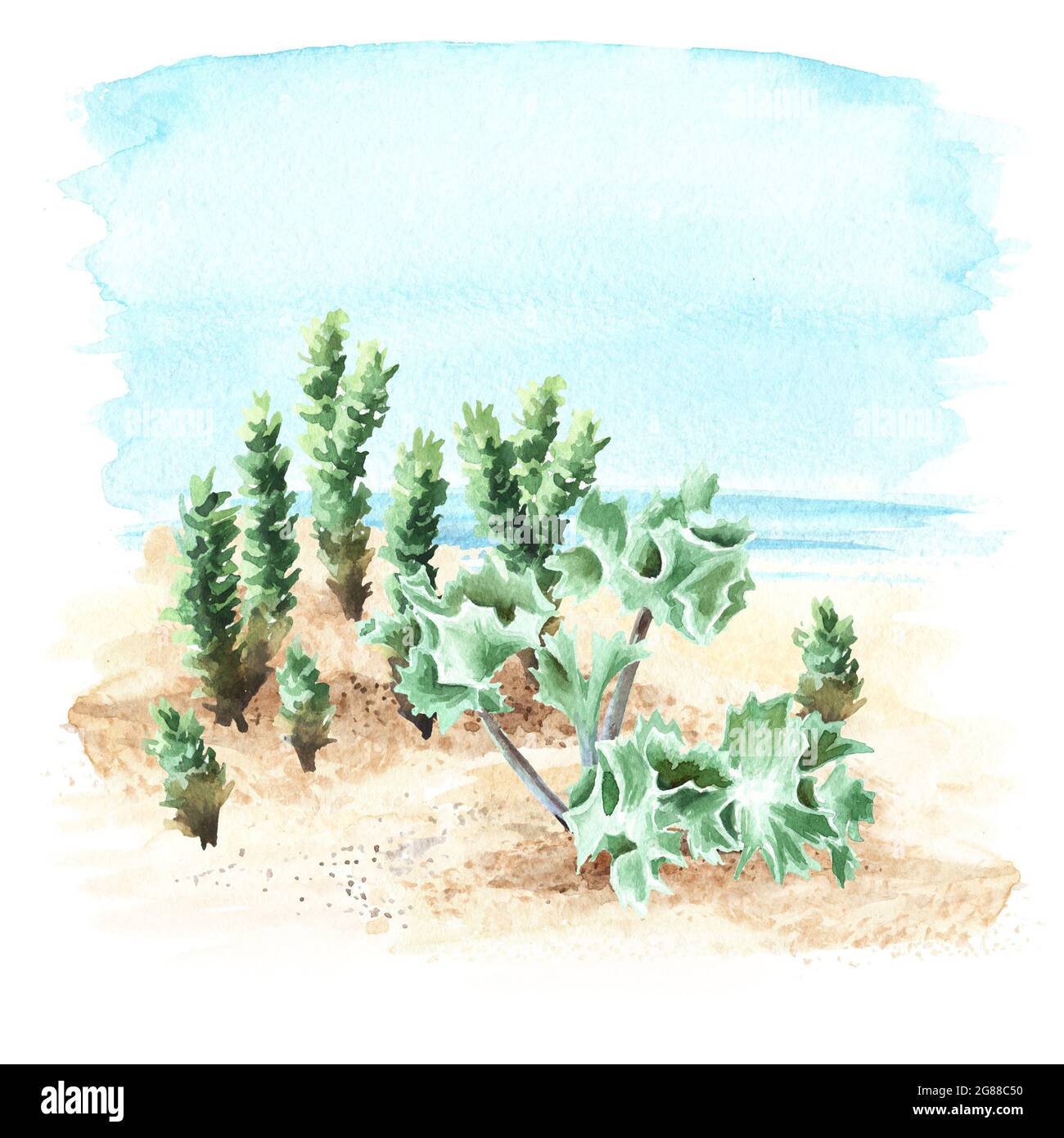 Beach plant on the sand on the background of the sea with copy space. Hand drawn watercolor illustration isolated on white background Stock Photo