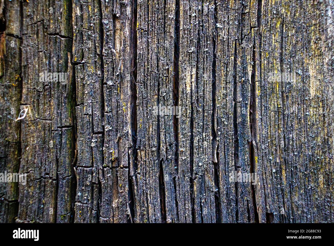 It's the texture of old cracked wood close-up. Wood treatment protection against aging and termites. Solid background. Stock Photo