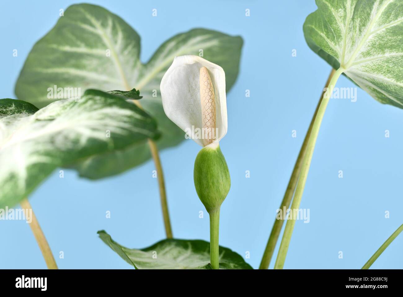 Blooming spadix flower with seeds of exotic 'Caladium Aaron' houseplant on blue background Stock Photo