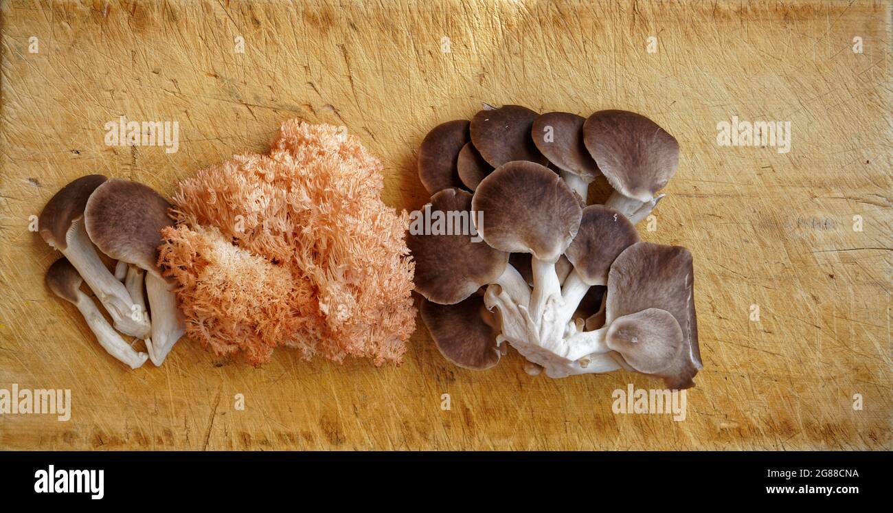 Oyster mushrooms and the New Zealand strain of a pink coral tooth fungus on a chopping board. Stock Photo