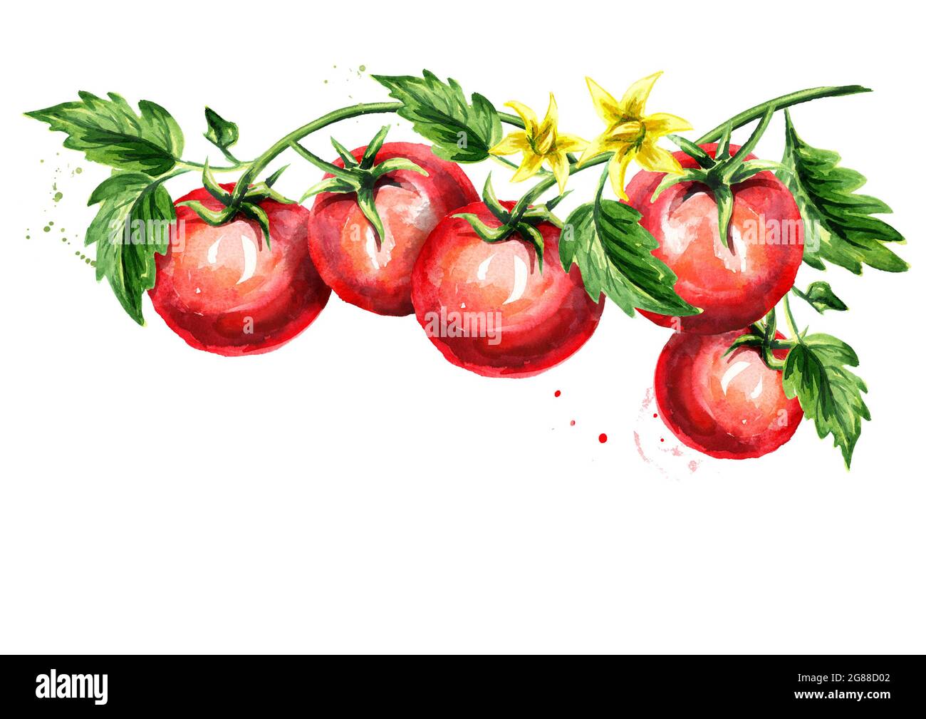 Ripe tomatoes on a branch with leaves and flower. Watercolor hand drawn ...